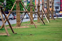 Ảnh: Hà Nội trồng hàng trăm cây phượng trên dải phân cách