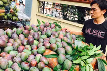 Xoài lạ tím bầm khiến dân Hà thành tò mò muốn thử