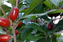 Điểm mặt 6 loại rau, quả độc lạ nhìn là mê