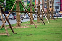 Ảnh: Hà Nội trồng hàng trăm cây phượng trên dải phân cách