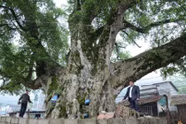 Cây sung “khủng” nhất Việt Nam to tới nhường nào?