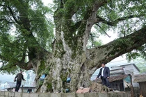 Cây sung “khủng” nhất Việt Nam to tới nhường nào?
