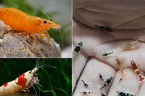 Dân Thủ đô dùng “vũ nữ 7 màu” để... mát xa