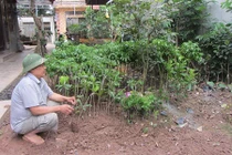 “Ông trùm” U70 cắt, ghép nhân giống cây thu bạc triệu