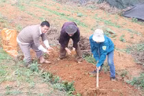 Ở lưng chừng trời, mỗi ha dược liệu thu về hơn 1 tỷ 