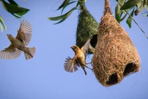 Tổ chim dòng dọc tưởng chỉ có trong mơ ở miền Tây