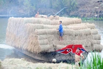Lạ lùng: Thương lái tranh nhau thu mua rơm tươi