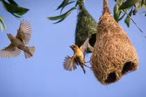 Tổ chim dòng dọc tưởng chỉ có trong mơ ở miền Tây