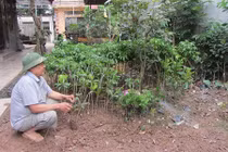 “Ông trùm” U70 cắt, ghép nhân giống cây thu bạc triệu