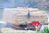 Lạ lùng: Thương lái tranh nhau thu mua rơm tươi