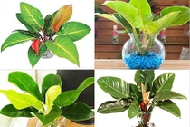 Đặt cây này trên bàn thờ tài lộc ùn ùn kéo đến 