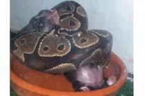 Cô gái cho trăn hoàng gia ăn chó mèo gây sốc 