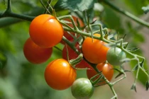 Tận mục giống cà chua lạ nhưng siêu bổ 