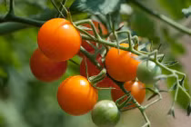 Tận mục giống cà chua lạ nhưng siêu bổ 