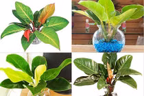 Đặt cây này trên bàn thờ tài lộc ùn ùn kéo đến 