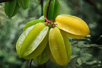 Bị những bệnh này, dùng quả khế là khỏi 