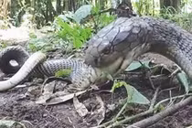 Cận cảnh rắn hổ mang chúa nuốt gọn đồng loại