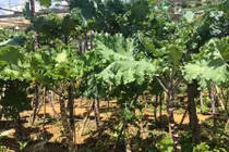 Lạc vào xứ sở rau cải “khổng lồ” siêu lạ ở Đà Lạt