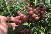 Cận cảnh loại trái hoang có tên “no say"