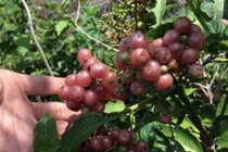 Cận cảnh loại trái hoang có tên “no say"