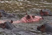 Bắt gặp hà mã màu hồng cực hiếm ở Kenya