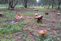 Đổ xô xem vườn nấm khổng lồ ở Huế