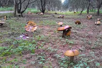 Đổ xô xem vườn nấm khổng lồ ở Huế