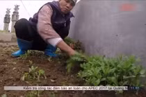 Rau trồng trên nghĩa địa đội lốt rau sạch ở chợ Hà Nội