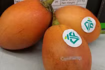 Cà chua lạ tiền triệu mỗi kg gây xôn xao Hà Thành