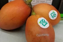 Cà chua lạ tiền triệu mỗi kg gây xôn xao Hà Thành