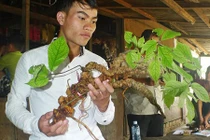 Sâm Ngọc Linh 100 tuổi: 4 đại gia chồng tiền tỷ không mua nổi