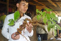 Sâm Ngọc Linh 100 tuổi: 4 đại gia chồng tiền tỷ không mua nổi