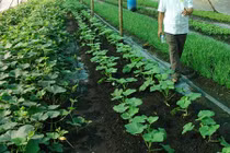 Vườn rau hữu cơ xanh mướt giữa “vùng đất chết“