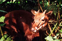 Nỗ lực giải cứu “kỳ lân châu Á” ở Việt Nam