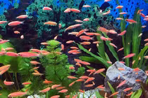 Cá cảnh đắt tiền "bơi" về tỉnh lẻ dịp Tết