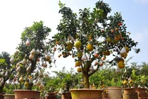 Vườn cây 10 quả chơi Tết “siêu lạ” của lão nông Hà thành