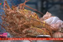 Hãi hùng sự thật kinh hoàng về tôm hùm giá rẻ