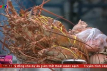 Hãi hùng sự thật kinh hoàng về tôm hùm giá rẻ