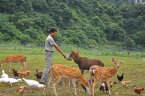 Lùng mua hươu rừng giá “mềm” làm đặc sản ăn Tết