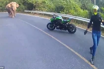 Hoảng loạn chạm trán với voi giữa đường