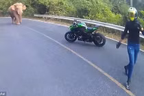 Hoảng loạn chạm trán với voi giữa đường