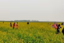 Dân Thái Bình lo hái cải trước khi giới trẻ giẫm nát