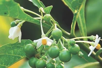 Mẹo chữa mụn cơm bằng quả cà dại hoa trắng