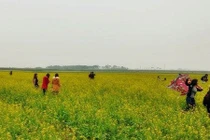 Dân Thái Bình lo hái cải trước khi giới trẻ giẫm nát