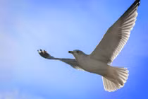 Video: Hải âu nuốt chửng nguyên con chuột ngay trên đường phố