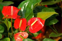 Những chậu cây trong nhà cần vứt ngay nếu không muốn “hại” con