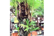Bí mật về cây dừa lạ có đến 38 đọt