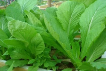 Không ăn rau cải mùa đông là sống phí cả đời 