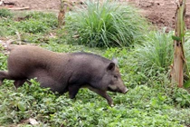 Đặc sản heo bản ngon thế nào mà nhiều người săn đón?