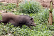 Đặc sản heo bản ngon thế nào mà nhiều người săn đón?